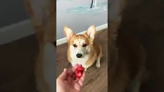 Собачья жизнь🤍