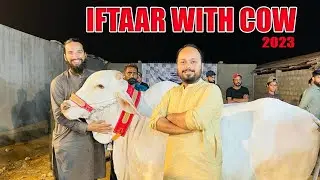 Iftaar with Cow 2023 | Mandi Vlog 2023