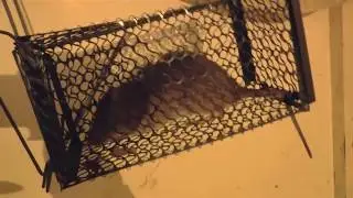 КАК ПОЙМАТЬ КРЫСУ. КРЫСОЛОВКА НА КРЫСУ. БОЛЬШАЯ КРЫСА. rat trap