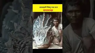 Vegetarian crocodile who is a devotee of Vishnu