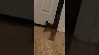 Something's Watching Me