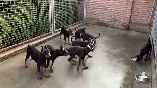 3 months old doberman puppies from Napoleon Betelges and Havana Betelges