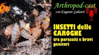 INSETTI DELLE CAROGNE: tra parassiti e bravi genitori - con Eugenio Galastri