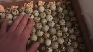 Инкубация перепелов. Рабочий график. Часть 1