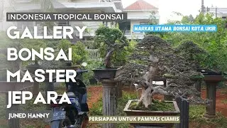 Mampir ke Gallery Master Bonsai Wahid Kota Jepara , Mas Juned Hanny