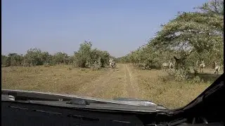 Day 3 - Safari Rally Kenya 2021 - L. Bertelli / S. Scattolin - Ford Fiesta WRC+