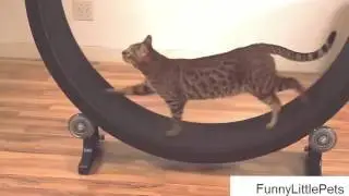Funny Cat Videos Ever Seen!!