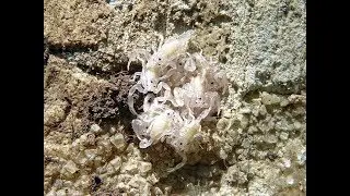Piccolissimi Scorpioni - Very little Scorpions