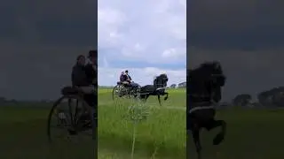 Friesian Horses! 😍🐎 