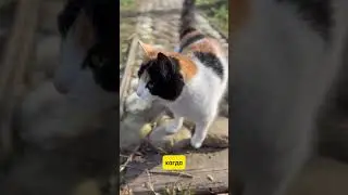 Приручить зверя
