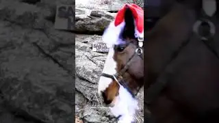 Here Comes Santa Horse! 🐴🎄🎁 🎶