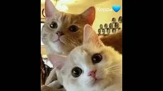 #имена#для#котов#мальчиков#котики