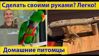 Попугаи: как обрабатывать палочки для клетки. Одеваем шлейку. (видео 616)