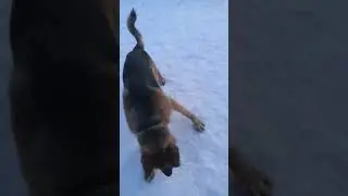 Норд и Бони гуляют