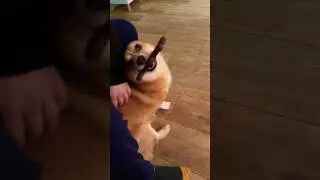 Собачья жизнь🤍#shorts #корги #dog #animals #puppy
