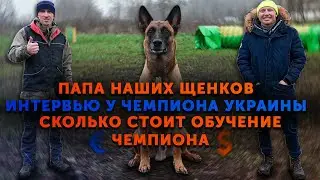 От кого щенки Визы? | Сколько стоит стать чемпионом | Интервью у чемпиона | Послушание малинуа