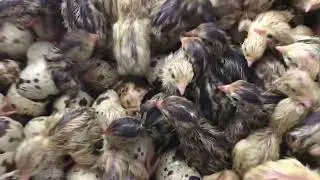 Вывод перепелов в инкубаторе Блиц