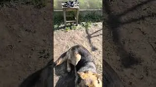 Бони, лежать, стоять.