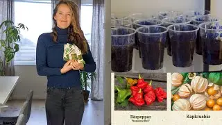 Что сажаю на рассаду в январе!