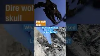 What Tools Are Used at the La Brea Tar Pits? | 