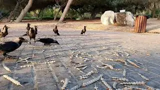 VIDEOS FOR CATS / OUR VISIT AT THE PARK