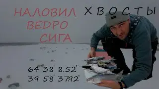 Сиговая тропа. Ловлю сига донками и удочкой.