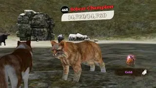 The Wolf - Bobcat Champion In Featured Green Hills 🏆