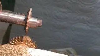 Cutting the last teeth