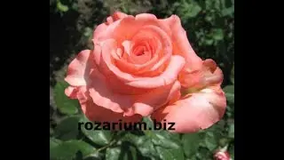 роза нобилис, питомник роз полины козловой, rozarium.biz