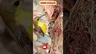 Yavrularını Koruyup Besleyen Kuşların Şefkat Dolu Dünyası 🐣❤️