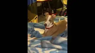 Dobby playing on blanket