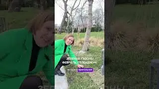 Зеленые газоны, февраль, Геленджик  