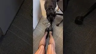Dog Sniffing My Shoes! Pantyhose Nylons Legs Shiny Patent Loafers, Tights Stockings Fishnets Girl