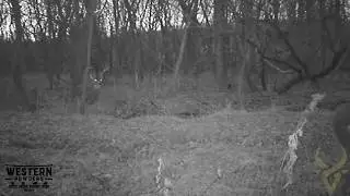 Huge bucks gets dropped on trail cam!