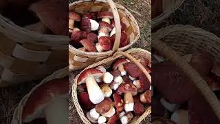 Грибная  Селигерская сказка,в стране- Селигерия.
