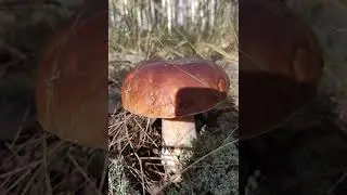 Грибная Селигерская сказка- в стране Селигерия.