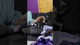 Dobby playing on couch