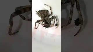 Untitled video