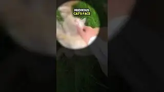 This Woman was Ambushed by Cats ❤️❤️