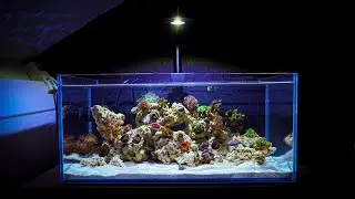 Unboxing Colorful Live Corals for my Shallow Reef Aquarium
