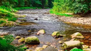 Sounds of Nature - Noise River and Forest Birds Singing 2 hours