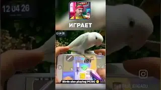 В 5 пальцев и ПОПУГАЯ