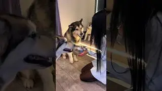 КАААК ЭТО РАБОТАЕТ ? 😳😳 Приколы с Животными