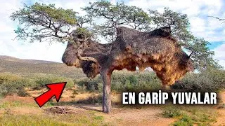 Hayvan Dünyası Tarafından İnşaa Edilen En Şaşırtıcı Yuvalar - Bu Kuşlar Efsane...