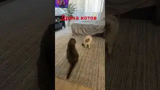 Драка котов на 