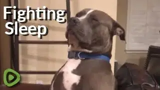 Exhausted pit bull tries so hard to fight off sleep