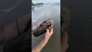 НАХОДКИ НА ИНДИЙСКОМ ПЛЯЖЕ 