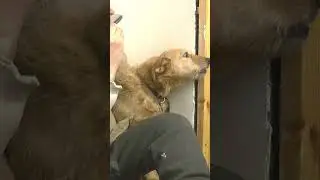 🐶 Собака поет под губную гармошку 