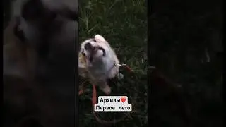 Собачья жизнь🤍