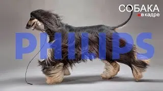 Собаки в рекламе Philips.
